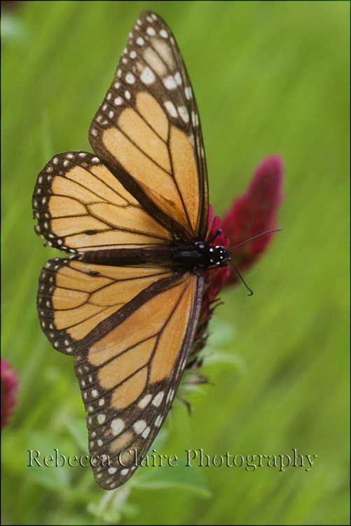 Monarch Butterfly on Crimson clover (Trifolium incarnatum), also known as Italian clover